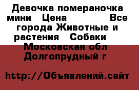 Девочка помераночка мини › Цена ­ 50 000 - Все города Животные и растения » Собаки   . Московская обл.,Долгопрудный г.